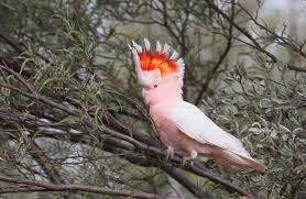 Richard Waring S Birds Of Australia How Good Is Bird Watching In Central Australia Check These Photos Out From Just The Birds Of Australia Bird Watching Bird