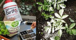This is the product you will need for pest control. If You Re A Gardener Learn About These 13 Diatomaceous Earth Uses Balcony Garden Web
