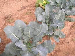 Image result for al-qaeda tranny anime