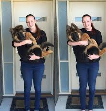 series of photos chart german shepherd puppys insane growth