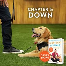 Teaching Your Dog The Down Command Lucky Dog Dogs Puppy Training