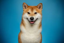 Elon musk often tweets about dogecoin.so is dogecoin a good investment? Is Dogecoin Better Than Bitcoin The Motley Fool