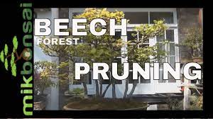 Artistic pruning and training techniques presented by horticulturists warren leach of tranquil lake. Bonsai Beech Forest Pruning And Branch Reduction Creation Of A Beech Bonsai Forest Mikbonsai Youtube