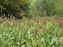 Image result for Sorghum bicolor