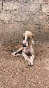 Jackie. Mange is a skin disease caused by mites and two types can affect  dogs, sarcoptic and demodectic Sarcoptic mange (or canine scabies) is the  most common of the two and is