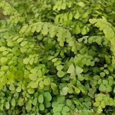 Image result for Adiantum vogelii