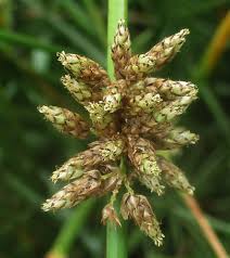 Image result for Schoenoplectus muriculatus