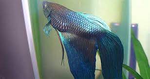 Swim Bladder Disease In Bettas Symptoms Causes Treatment Bettafish Org