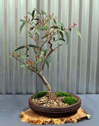Tried to cut and bend two roots. Pin On Bonsai Seeds