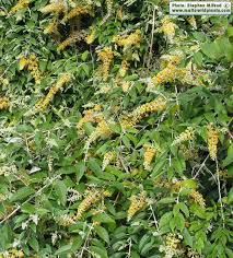 Image result for Buddleja madagascariensis