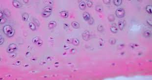 Cartilage Histology Hyaline Cartilage Histology Slide Hyaline Cartilage Histology Slides Microscopic Cells