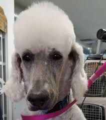 This is Angel Fernandez-Baker the owner of Serenity Standard Poodles. The  winners Dog is Elijah. Elijah is Quinn's brother. Angel breeds the most  beautiful poodles. I know this first hand because I