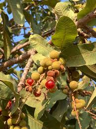 Image result for Pappea capensis