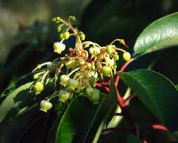 Image result for Andrachne