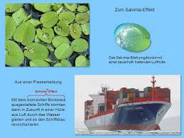 Der schwimmfarn salvinia molesta ist extrem wasserscheu: Powerpoint Folien Zur 5 Vorlesung Bionik I Ppt Video Online Herunterladen