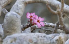 Image result for Ceropegia namuliensis