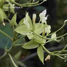 Image result for Cadaba