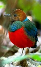 Small Bird With Red Neck And Chest Pin On Pretty Bird