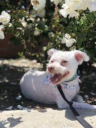 135 reviews of bubbles dog grooming & spa love bubbles dog! Bubbles Dog Grooming Spa 86 Photos 135 Reviews Pet Groomers 19171 Magnolia St Huntington Beach Ca Phone Number