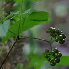 Image result for Cayratia gracilis