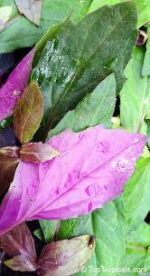 Image result for Crassocephalum crepidioides