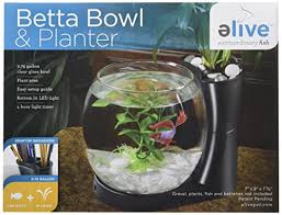 Want to own a betta fish for your home or office? Betta Fish Tank