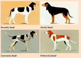 Image result for švycký honič