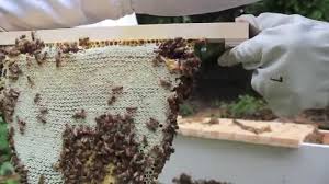 This engaging online class will boost your confidence and have you raising bees in no time. Top Bar Hive Buzz Beekeeping Supplies