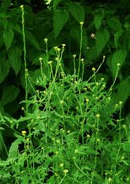 Image result for Sisymbrium burchellii