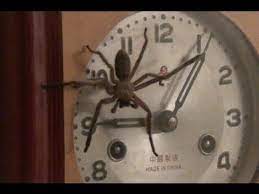 #art #artist #clock spider #drawing things smashed together #combination art #drawing #spider #australia is weird. Spider Clock These Are Huntsman Spiders I Don T Know If They Are Anywhere Except Australia They Are Big And Creepy Fast Clock Spider Clock Huntsman Spider