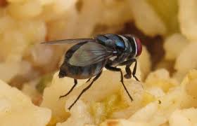 This Is What Happens When A Fly Lands On Your Food Hanging Bag Healthy Advice Food
