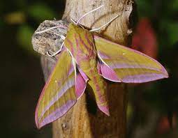 You can find thousands of moth species in north america, but we wanted to highlight a few of the most impressive ones. How To Attract Hawk Moths To Your Garden Hubpages