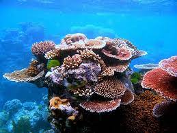 Underwater great barrier reef from space. Top 5 Australia Ecotourism Destinations Great Barrier Reef Coral Bleaching Coral Reef