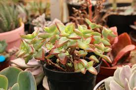 Image result for Crassula maputensis