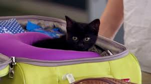 Sheila At The Airport Someone Should Let The Cat Out Of The Bag From Miranda Miranda Hart Comic Relief Miranda