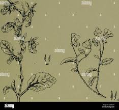 Image result for Cola natalensis