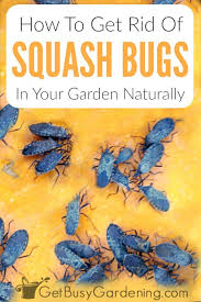 My chickens love to eat the seeds out of the huge zucchini raw, if they are split open. How To Get Rid Of Squash Bugs Naturally Using Organic Control Methods Squash Bugs Squash Plant Garden Pests