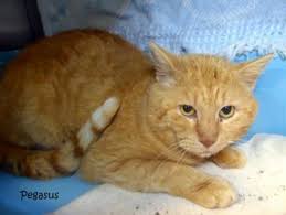 Kansas City Mo Domestic Shorthair Meet Pegasus A Cat For Adoption Cats Pets Adoption