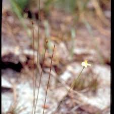 Image result for Xyris anceps