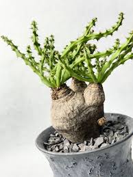 Image result for Euphorbia fanshawei
