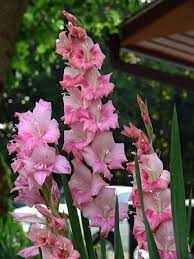 Pin On Mygardenanswers