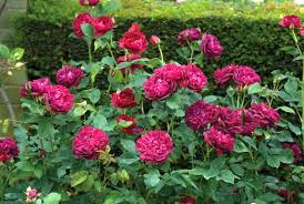 Can be used for beds and borders, container rose, cut flower, garden or shrub. Rosa Darcey Bussel English Rose