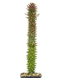 Image result for Monadenium