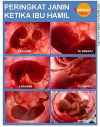 Janin anda 11 minggu sekitar 1,6 inci dan beratnya sekitar 0,25 ons. Gambaran Janin Usia Muda Ibuhamil Com