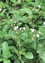 Image result for Adenostemma afrum