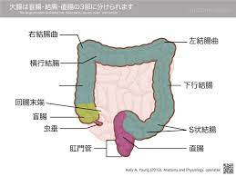 ボード anatomy tokyo のピン
