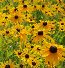 Image result for Renealmia susanneae-katziae