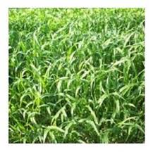 Habitatnya cynodon dactylon adalah tumbuh paling bagus pada suhu di atas 24 °c. Sudan Grass Buy Sudan Grass Forage Animal Feed Product On Alibaba Com