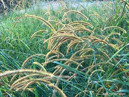 Image result for Setaria sphacelata