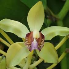 Image result for Vanilla polylepis